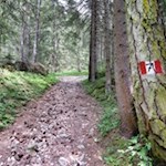 Die Wegnummer 7 führt zur Plafötsch Alm