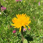 In den weiten Wiesen der Seiser Alm gedeihen über 800 Pflanzenarten