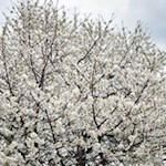 „Wie herrlich leuchtet mir die Natur! Wie glänzt die Sonne! Wie lacht die Flur!“ (J. W. von Goethe)