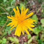 Zarte Blümchen gedeihen am Panoramaweg