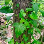 In der Gaulschlucht rankt sich so mancher Efeu