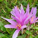 Autumn crocus