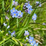 Im Frühling gedeihen zarte Vergissmeinnicht in den Wiesen um Tiers