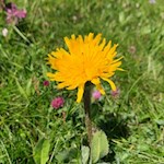 Auf der Seiser Alm wachsen rund 800 Pflanzenarten