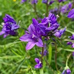 Auch die Glockenblume gedeiht auf der Seiser Alm