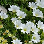 Peverina fiorisce sul ciglio della strada