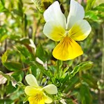 Wildes Stiefmütterchen am Poststeig