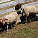 Flauschige Schafe auf der Moserhütte