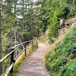 Durch den Wald auf den Freienbühel