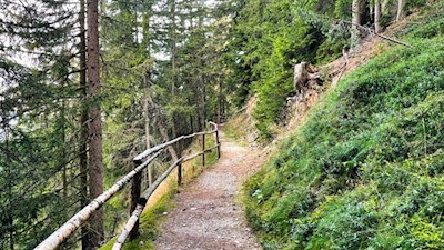 Durch den Wald auf den Freienbühel