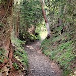 Im steten Anstieg durch den Wald