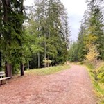 Der Wald-Wild-Wunder-Weg führt nahezu eben durch den Wald