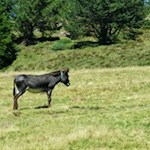 Esel auf der Rodenecker Alm
