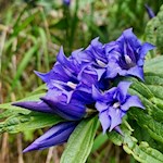 Schwalbenschwanzenzian