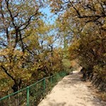 Mediterrane Vegetation säumen die Wege nahe Bozen