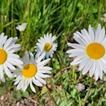 Gänseblümchen auf der Seiser Alm