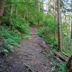 Durch den wurzelbeschlagenen Wald zum Schloss Rodenegg