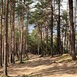 Durch den Wald zurück nach Gais