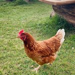 Zufriedene Hühner tummeln sich um die Pieralongia Hütte