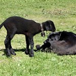 Tierische Freunde vor der Inneren Wumblsalm