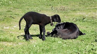 Tierische Freunde vor der Inneren Wumblsalm