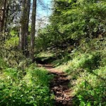 Durch den Wald zur Ruine Thurn