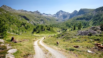 Zunächst führt der breite Wanderweg Nr. 33 in Richtung Pojer Almen
