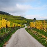 Durch leuchtende Weinberge zurück nach St. Anton
