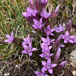 La genziana tedesca anche nelle Dolomiti