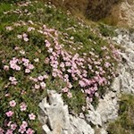 Dolomiten-Fingerkraut