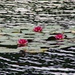 Seerosen im Vahrner See