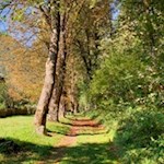 Der Rundweg Bergl führt durch eine schöne Allee