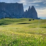 Die malerischen Almwiesen der Seiser Alm vor der Kulisse des Schlern