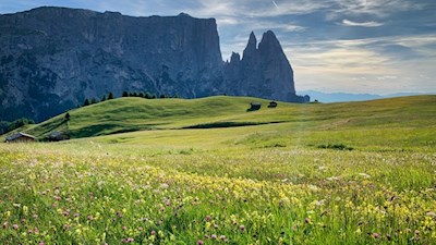 Die malerischen Almwiesen der Seiser Alm vor der Kulisse des Schlern