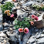 An den kalkreichen Hängen der Weißspitze gedeihen zarte Alpenblumen