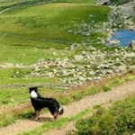 Und noch jemand lässt den Blick über die weitläufige Villanderer Alm schweifen...