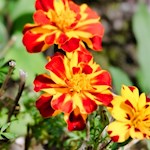 Farbenfrohe Blumen säumen den Tappeinerweg