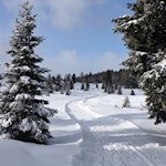 Flockendichte Winterpracht allüberall