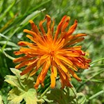 Also the golden hawksbeard makes the meadows of the Alpe di Siusi mountain hut glow