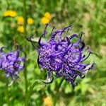 Kugelige Teufelskralle