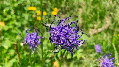 Kugelige Teufelskralle