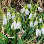 Schneeglöckchen am Wegesrand