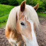 Haflinger mit der kecken blonden Mähne