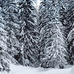 Anstieg durch den verschneiten Nadelwald