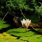 Ein Refugium für zahlreiche Tiere: der Teich im Arboretum 