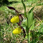 Frauenschuh auf dem Weg zur Masare Hütte