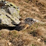 Zahlreiche Murmeltiere begleiten uns links und rechts des Weges