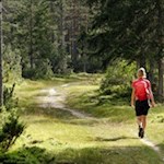 Auf dem Weg Nr. 6B durch den Wald