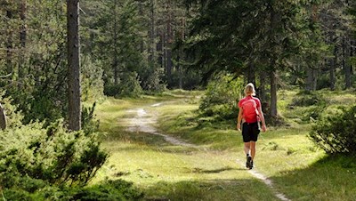 Auf dem Weg Nr. 6B durch den Wald