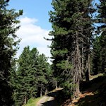 Von St. Leonhard zur Ochsenalm